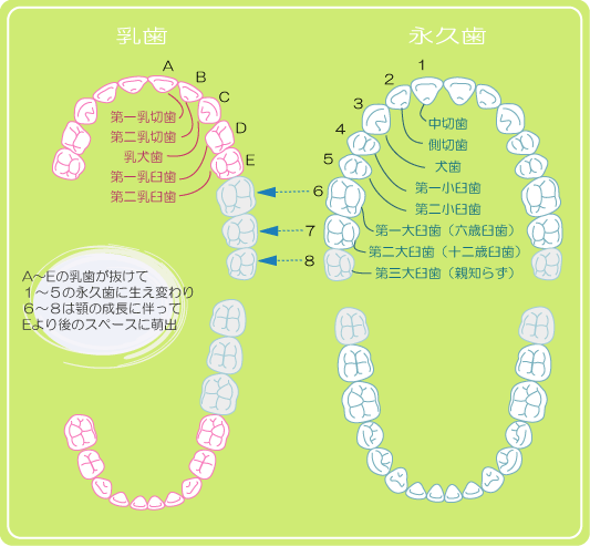 12 歳 臼歯 生え 始め 痛い